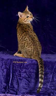 Bronze Egyptian Mau Male